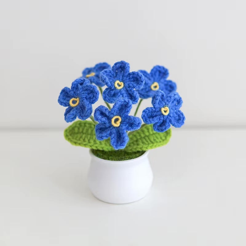 Forget me not pot plant