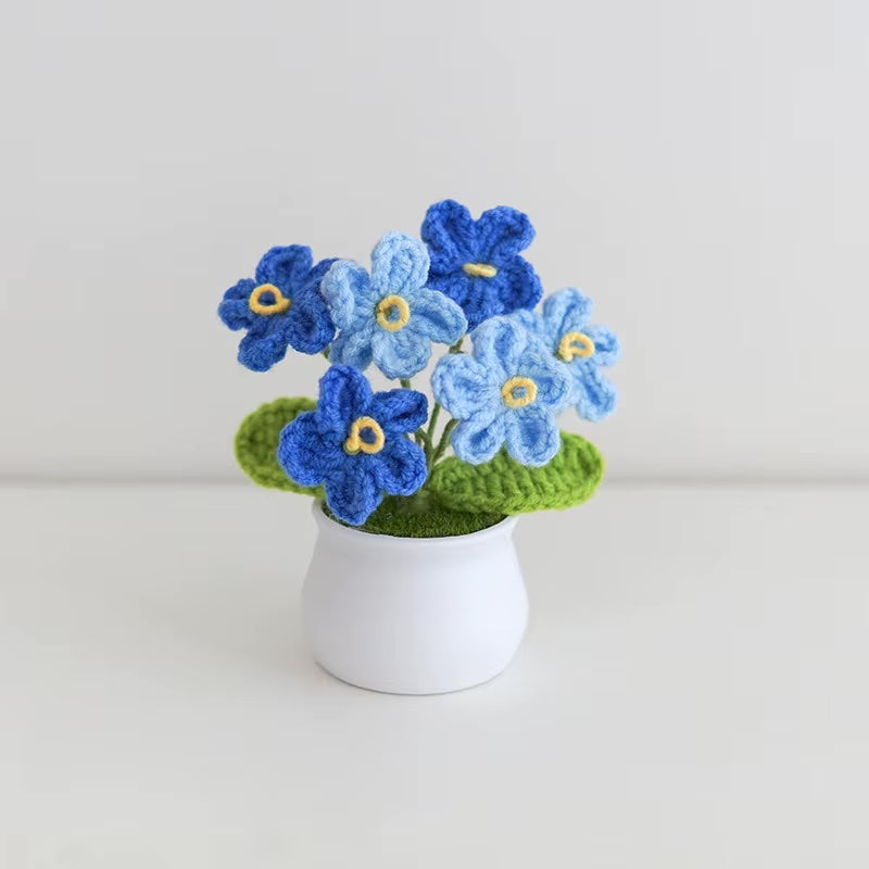 Forget me not pot plant