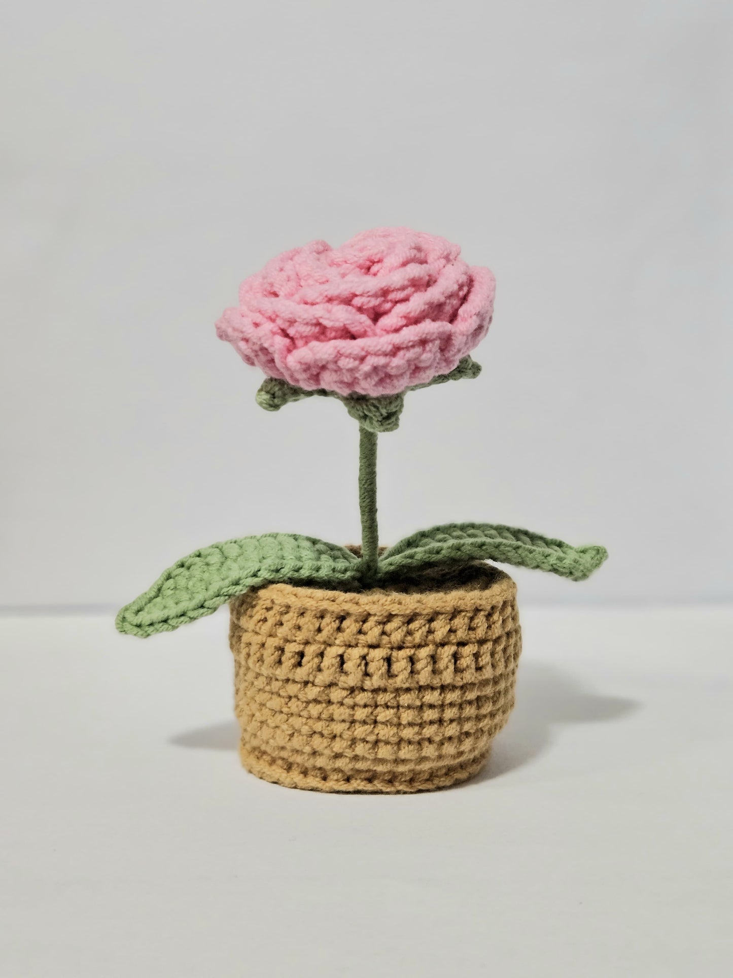 Rose flower Pot Plant