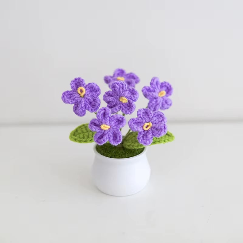 Forget me not pot plant